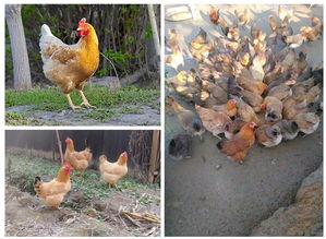 楊澤江農(nóng)產(chǎn)品供應(yīng)基地 中國惠農(nóng)網(wǎng)上的優(yōu)質(zhì)食用農(nóng)產(chǎn)品批發(fā)伙伴